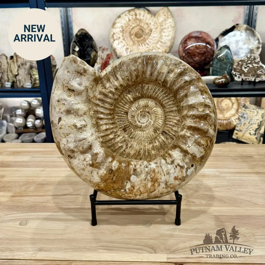 Reserve Jurassic Ammonite Fossil 14.25’’ + Stand - Fossil Specimen