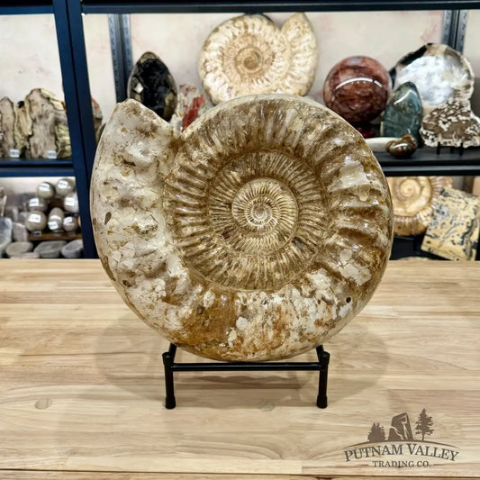 Reserve Jurassic Ammonite Fossil 14.25’’ + Stand - Fossil Specimen