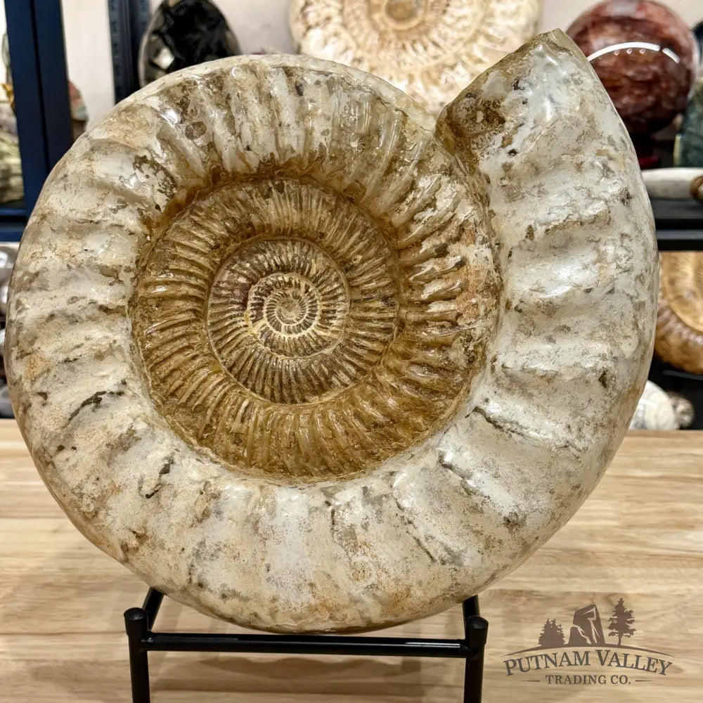 Reserve Jurassic Ammonite Fossil 14.25’’ + Stand - Fossil Specimen