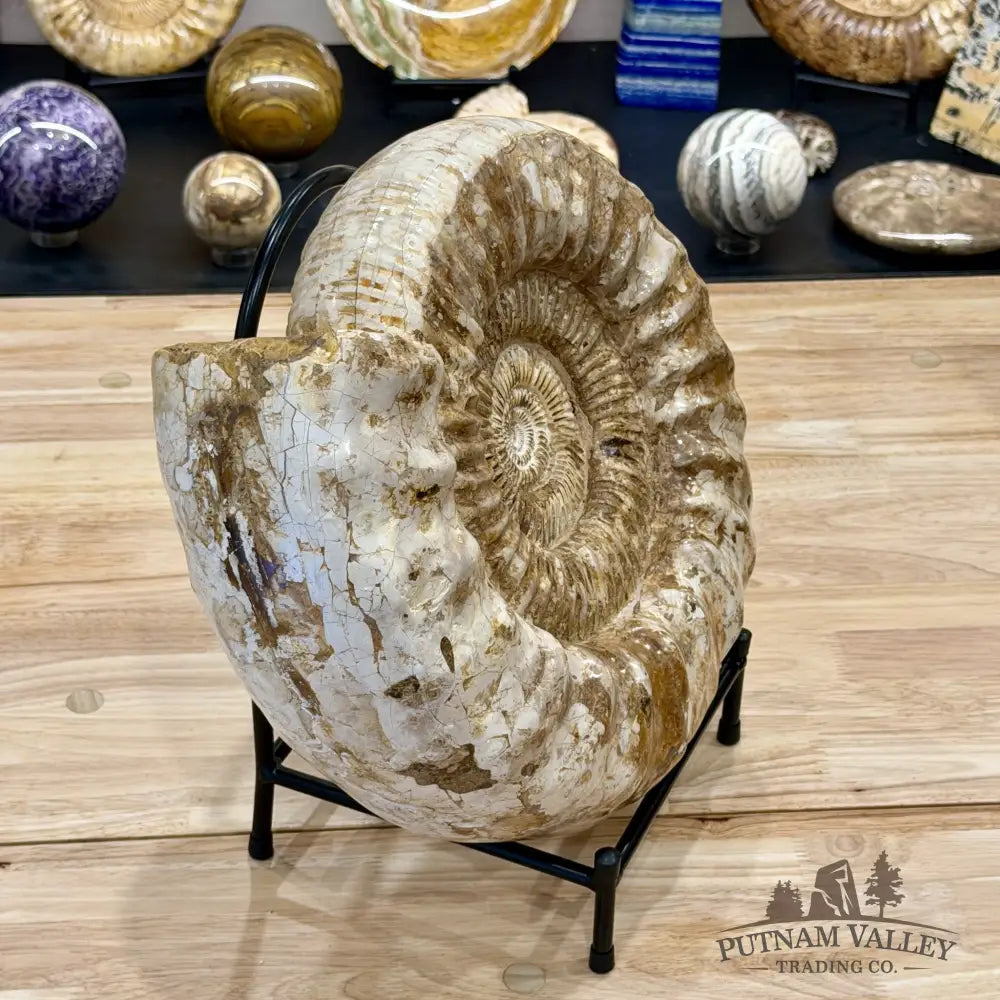 Reserve Jurassic Ammonite Fossil 14.25’’ + Stand - Fossil Specimen