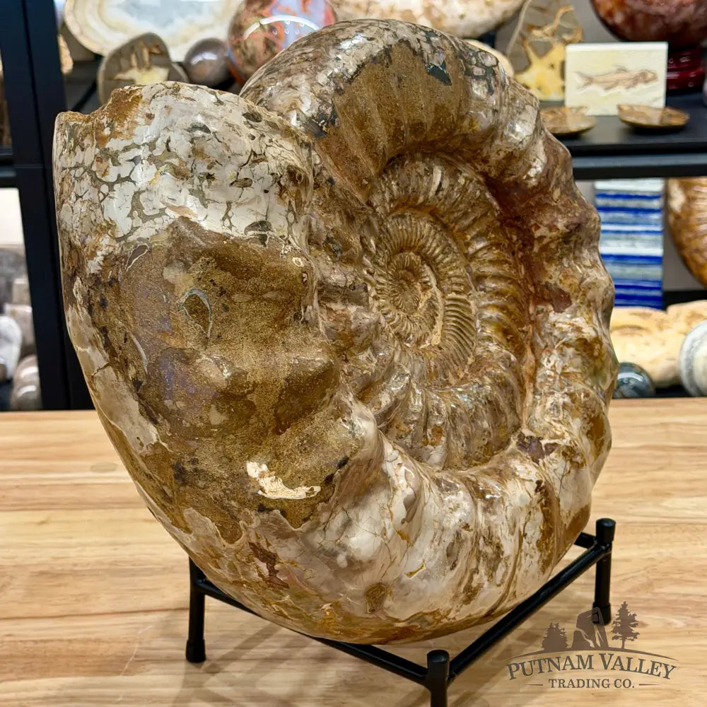 Reserve Jurassic Ammonite Fossil 15.75’’ - Fossil Specimen