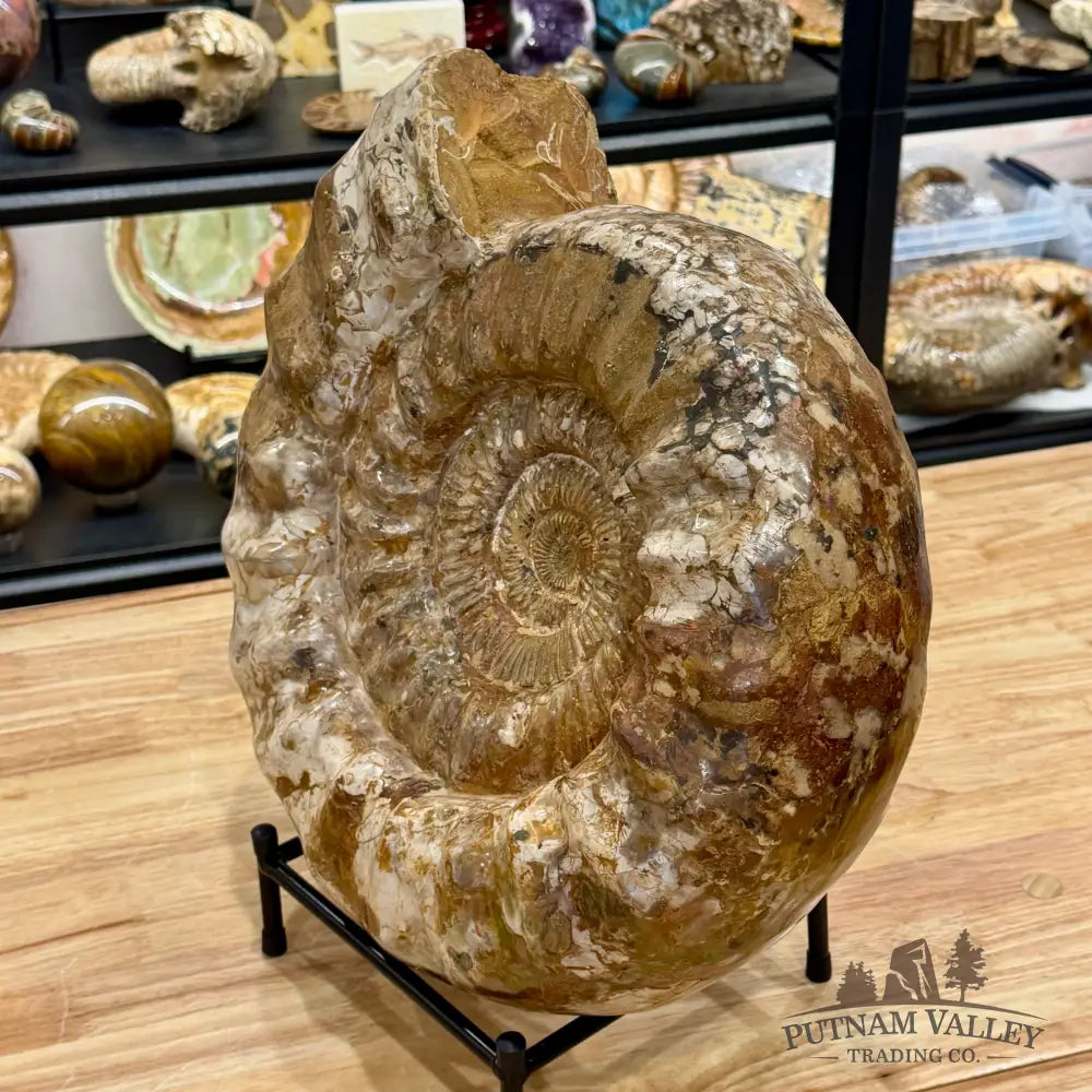 Reserve Jurassic Ammonite Fossil 15.75’’ - Fossil Specimen