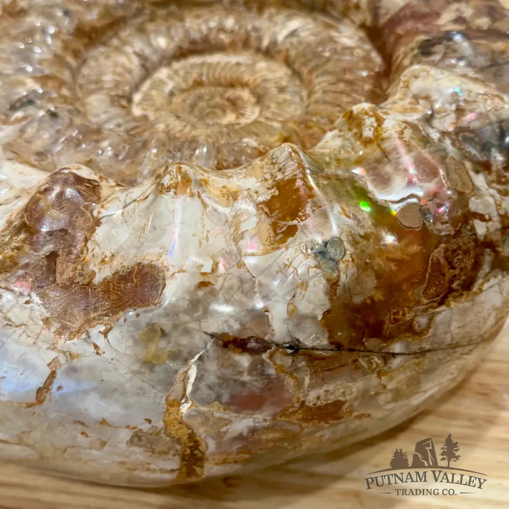 Reserve Jurassic Ammonite Fossil 15.75’’ - Fossil Specimen