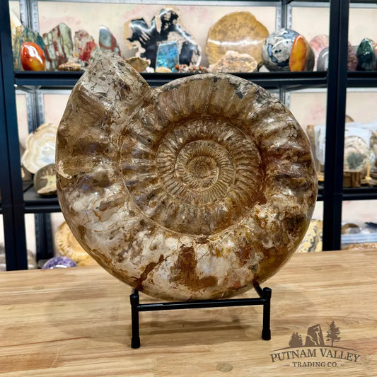 Reserve Jurassic Ammonite Fossil 15.75’’ - Fossil Specimen