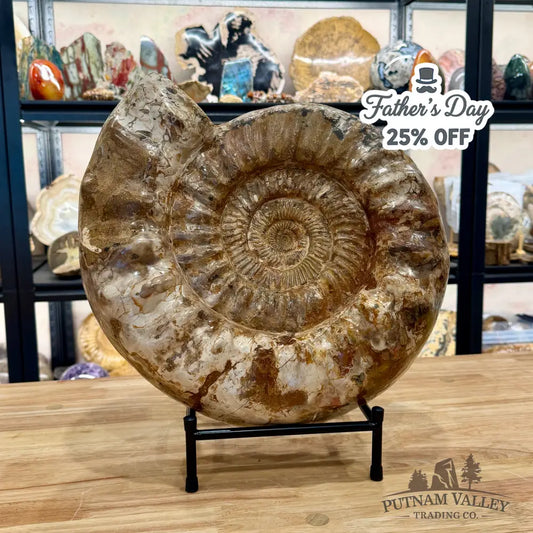 Reserve Jurassic Ammonite Fossil 15.75’’ - Fossil Specimen