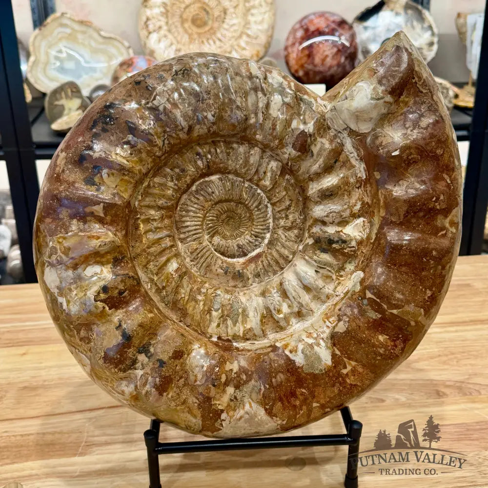 Reserve Jurassic Ammonite Fossil 15.75’’ - Fossil Specimen