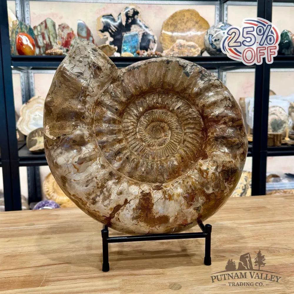 Reserve Jurassic Ammonite Fossil 15.75’’ - Fossil Specimen