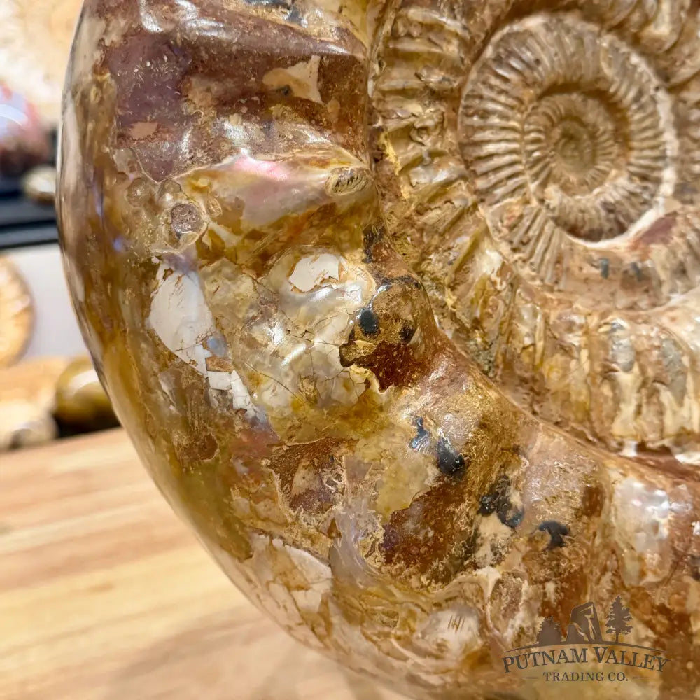 Reserve Jurassic Ammonite Fossil 15.75’’ - Fossil Specimen