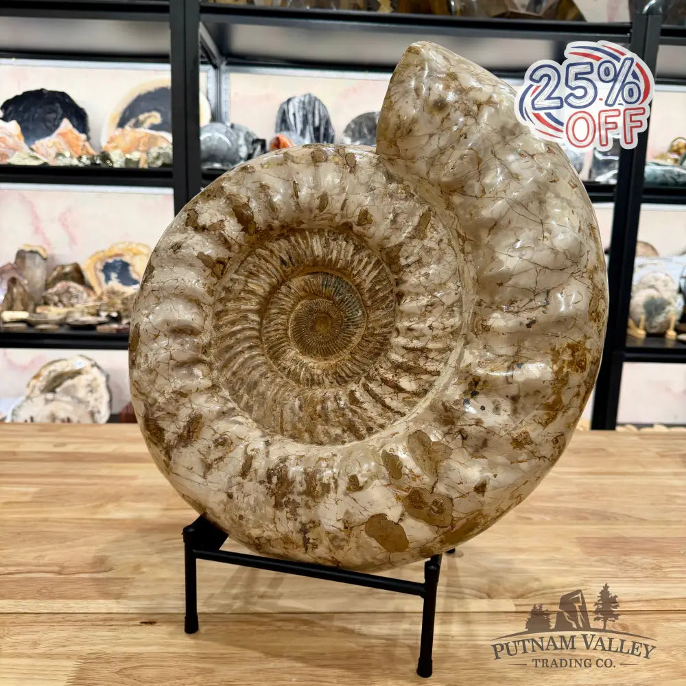 Reserve Jurassic Ammonite Fossil 18’’ Fossil Specimen