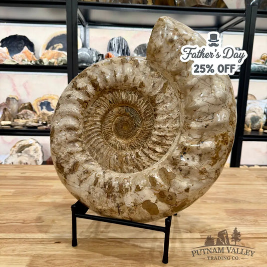 Reserve Jurassic Ammonite Fossil 18’’ Fossil Specimen