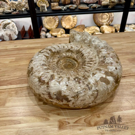 Reserve Jurassic Ammonite Fossil 18’’ Fossil Specimen