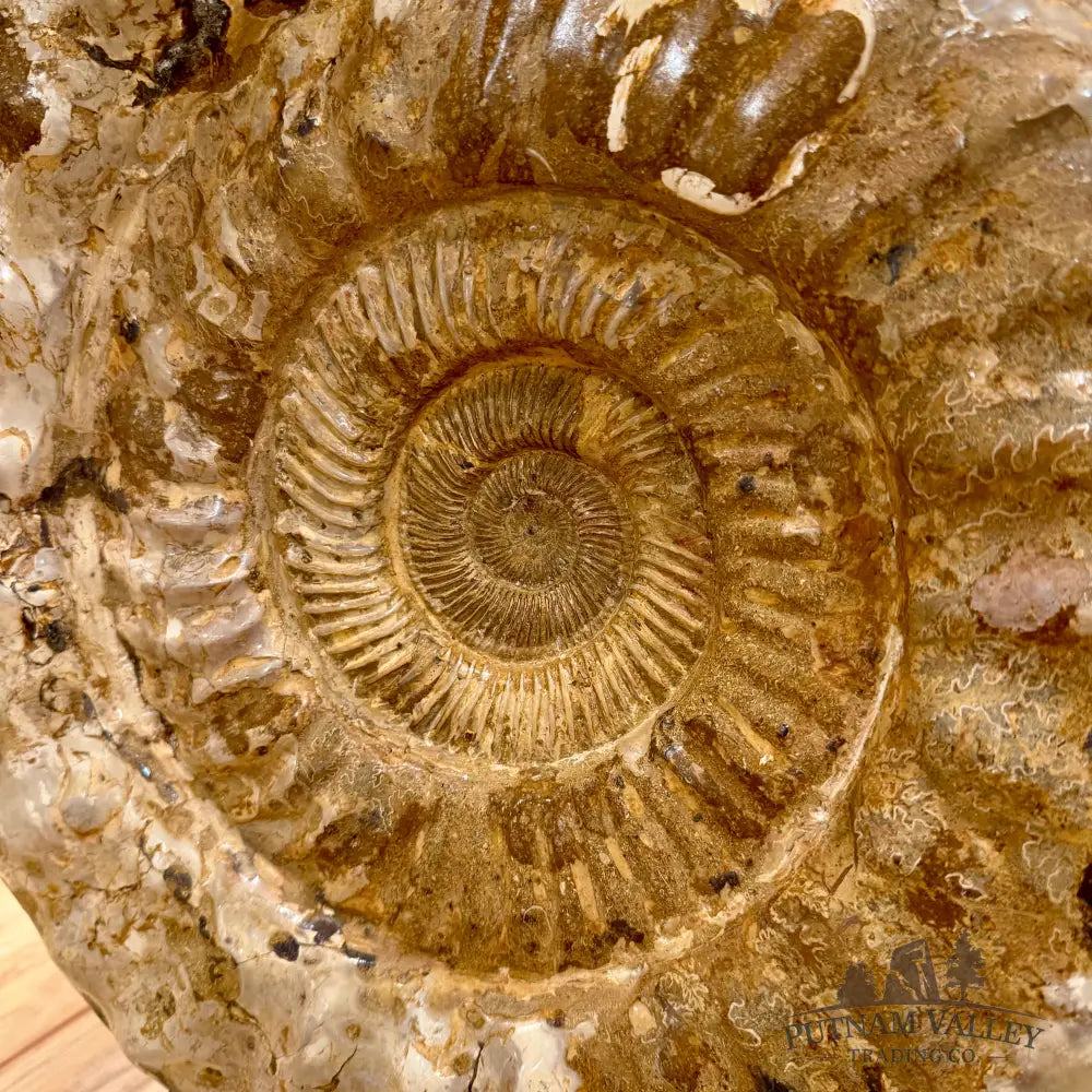 Reserve Jurassic Ammonite Fossil 18’’ Fossil Specimen