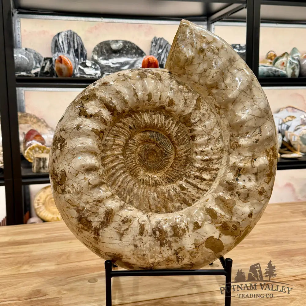 Reserve Jurassic Ammonite Fossil 18’’ Fossil Specimen