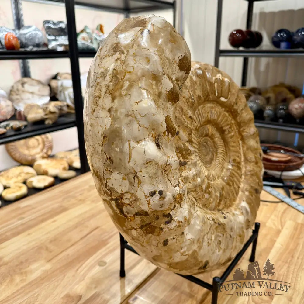 Reserve Jurassic Ammonite Fossil 18’’ Fossil Specimen