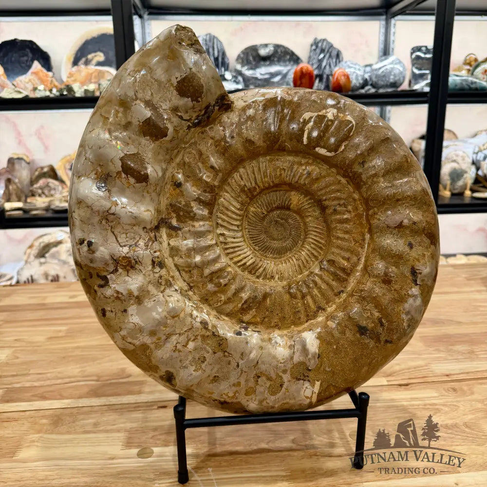 Reserve Jurassic Ammonite Fossil 18’’ Fossil Specimen