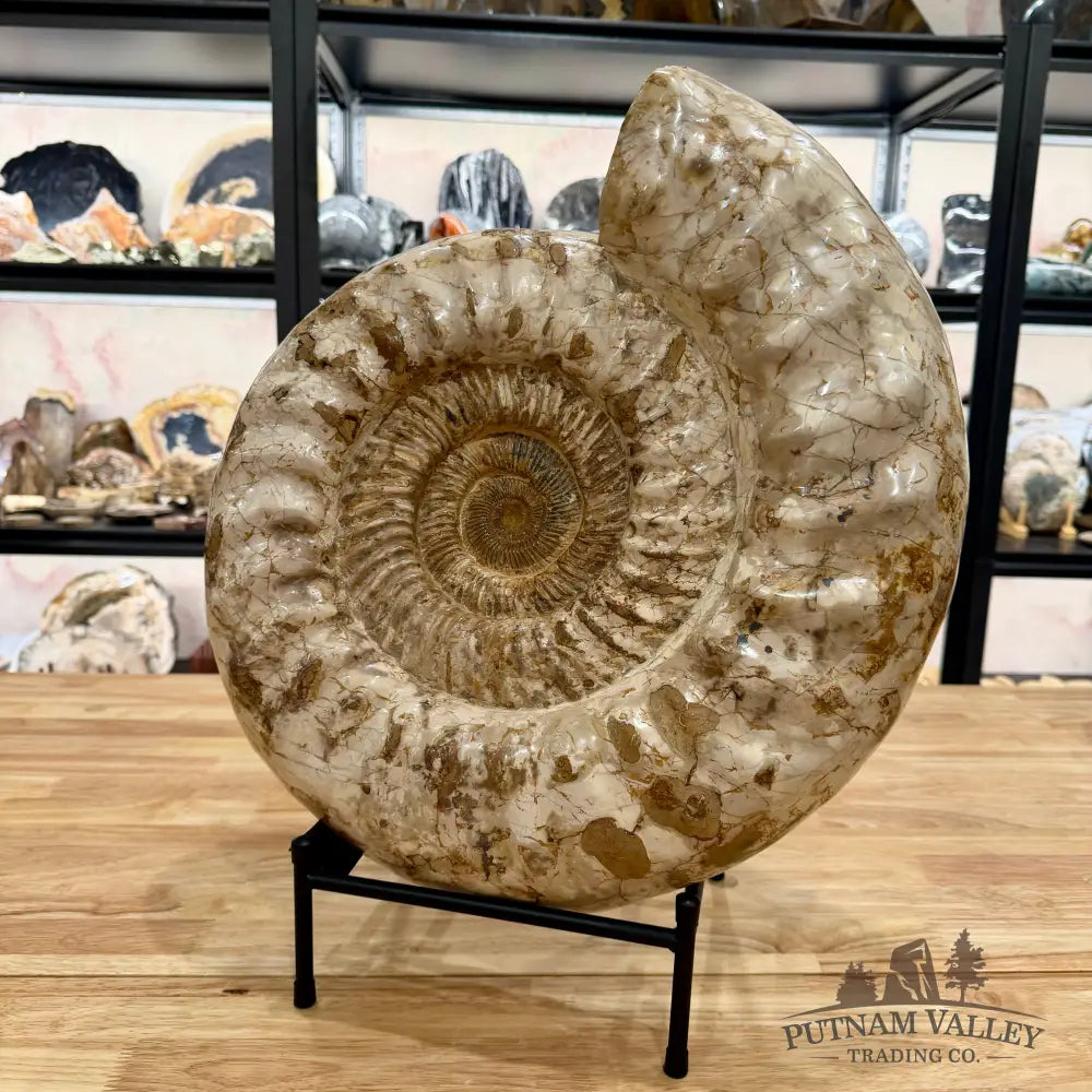 Reserve Jurassic Ammonite Fossil 18’’ Fossil Specimen