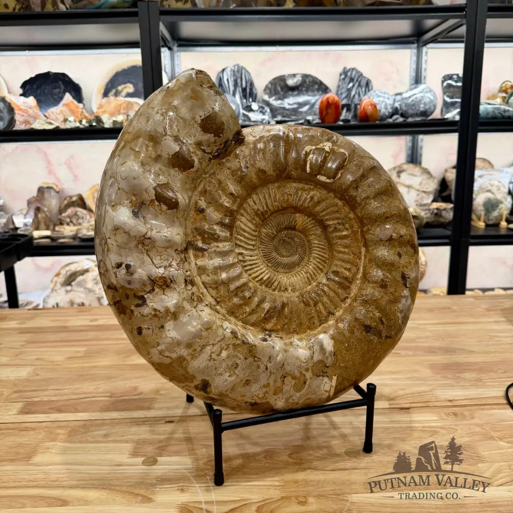 Reserve Jurassic Ammonite Fossil 18’’ Fossil Specimen