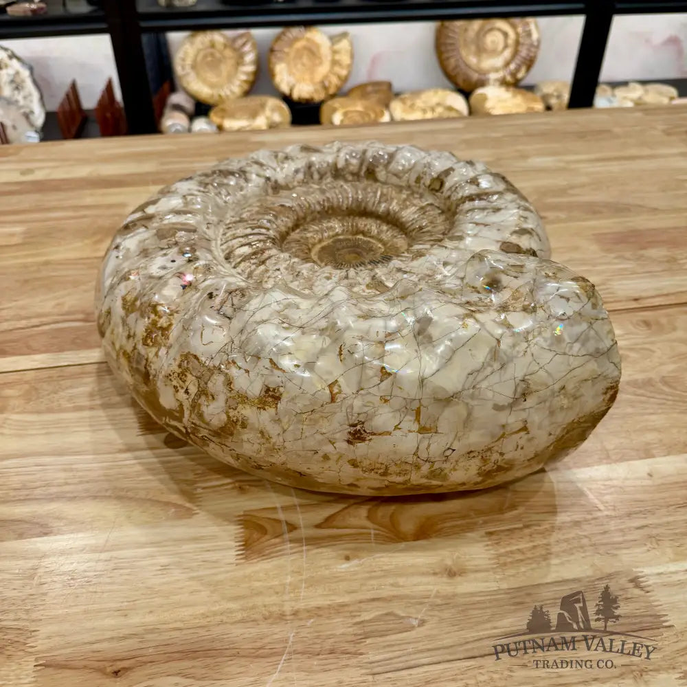 Reserve Jurassic Ammonite Fossil 18’’ Fossil Specimen