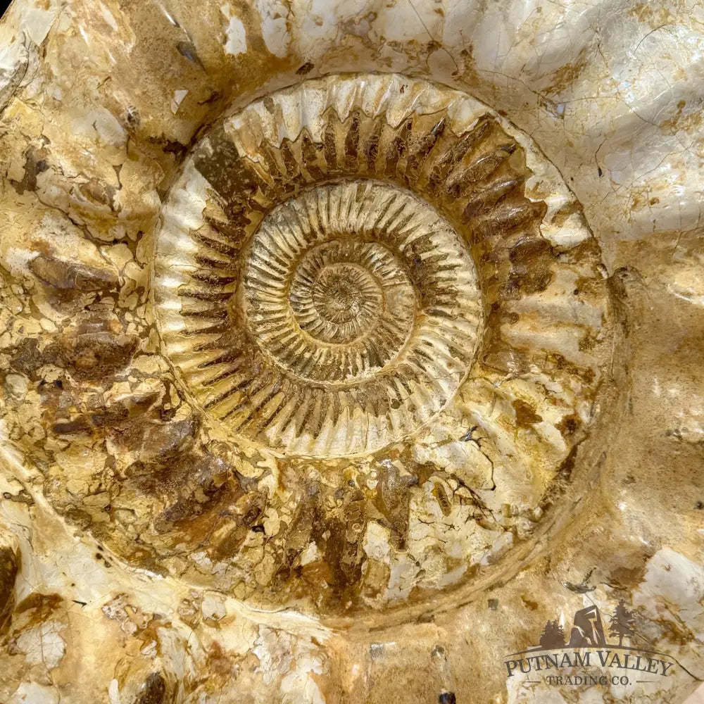 Reserve Jurassic Ammonite Fossil 18’’ | 51.7lb - Fossil Specimen