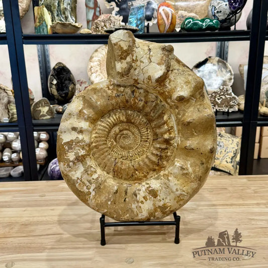 Reserve Jurassic Ammonite Fossil 18’’ | 51.7lb - Fossil Specimen
