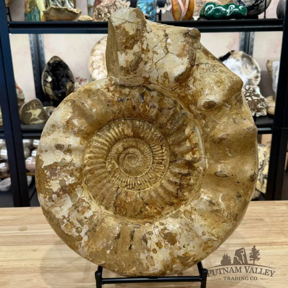 Reserve Jurassic Ammonite Fossil 18’’ | 51.7lb - Fossil Specimen