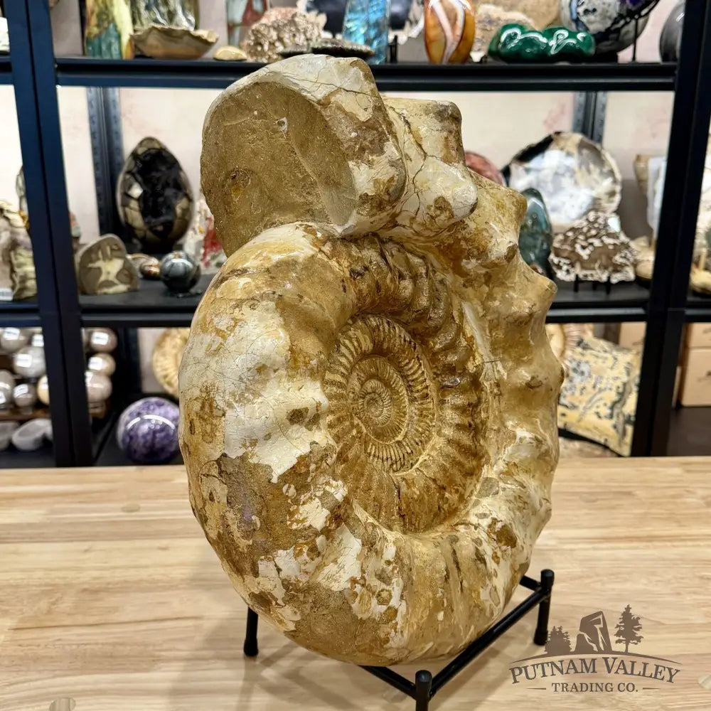 Reserve Jurassic Ammonite Fossil 18’’ | 51.7lb - Fossil Specimen