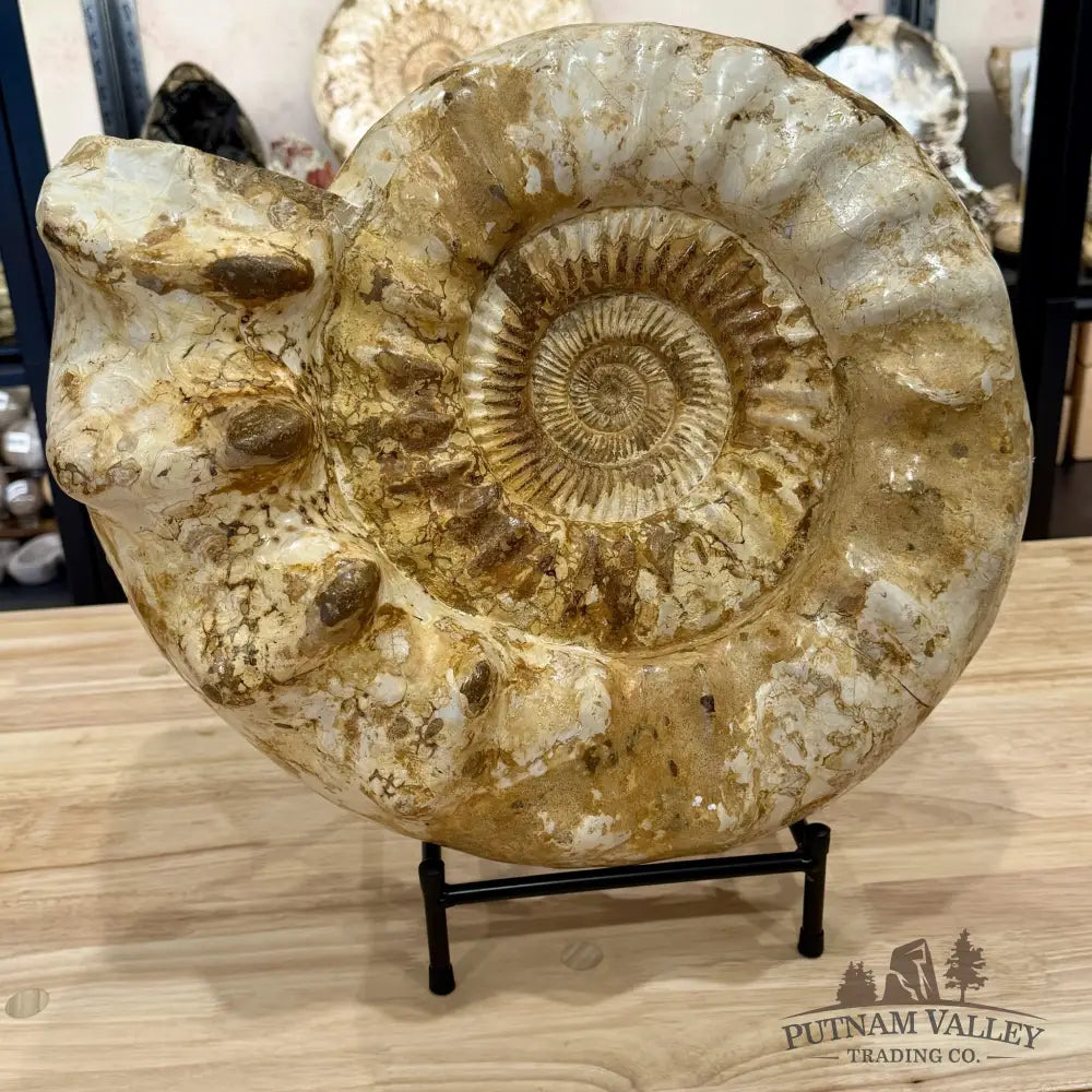 Reserve Jurassic Ammonite Fossil 18’’ | 51.7lb - Fossil Specimen