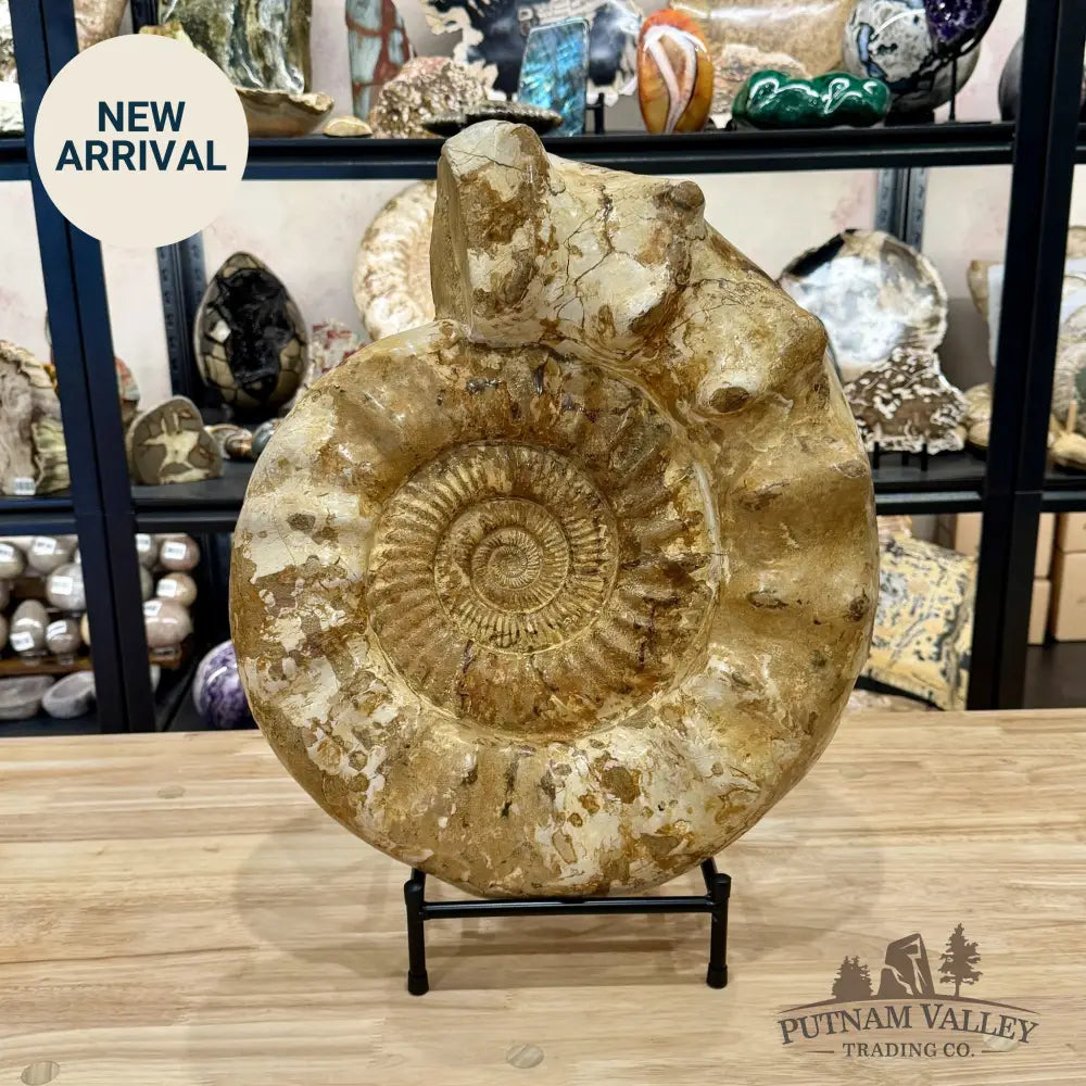 Reserve Jurassic Ammonite Fossil 18’’ | 51.7lb - Fossil Specimen