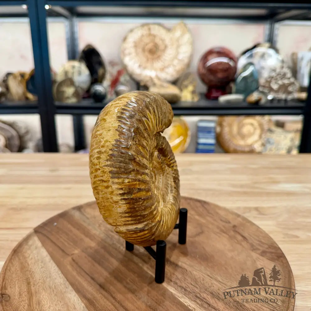 Reserve Jurassic Ammonite Fossil 6.07’’ - Fossil Specimen