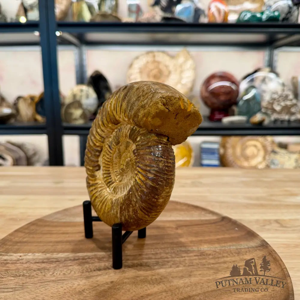 Reserve Jurassic Ammonite Fossil 6.07’’ - Fossil Specimen