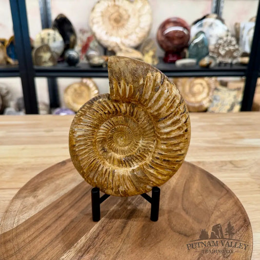 Reserve Jurassic Ammonite Fossil 6.07’’ - Fossil Specimen