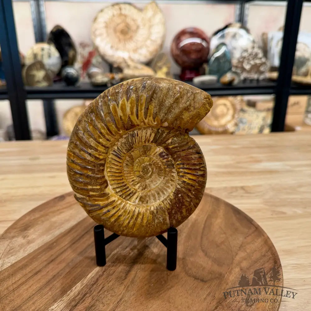 Reserve Jurassic Ammonite Fossil 6.07’’ - Fossil Specimen