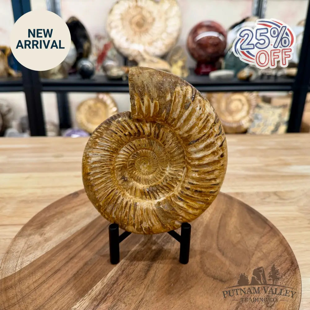 Reserve Jurassic Ammonite Fossil 6.07’’ - Fossil Specimen