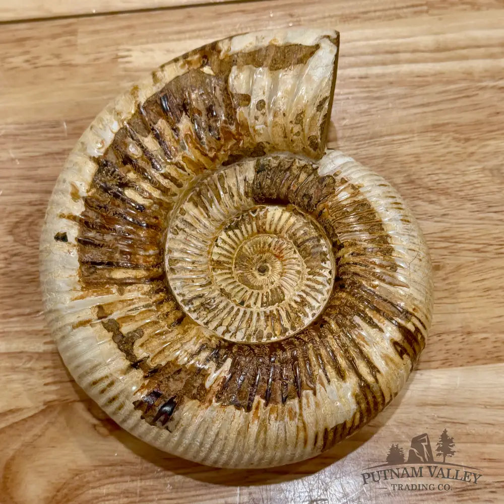 Reserve Jurassic Ammonite Fossil 6.5’’ Fossil Specimen