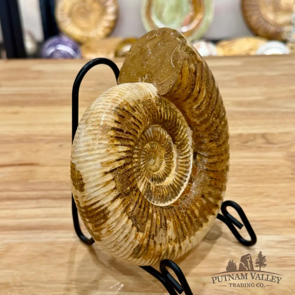 Reserve Jurassic Ammonite Fossil 6.5’’ Fossil Specimen