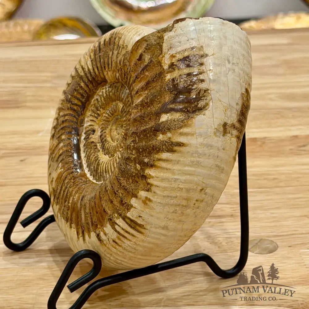 Reserve Jurassic Ammonite Fossil 6.5’’ Fossil Specimen