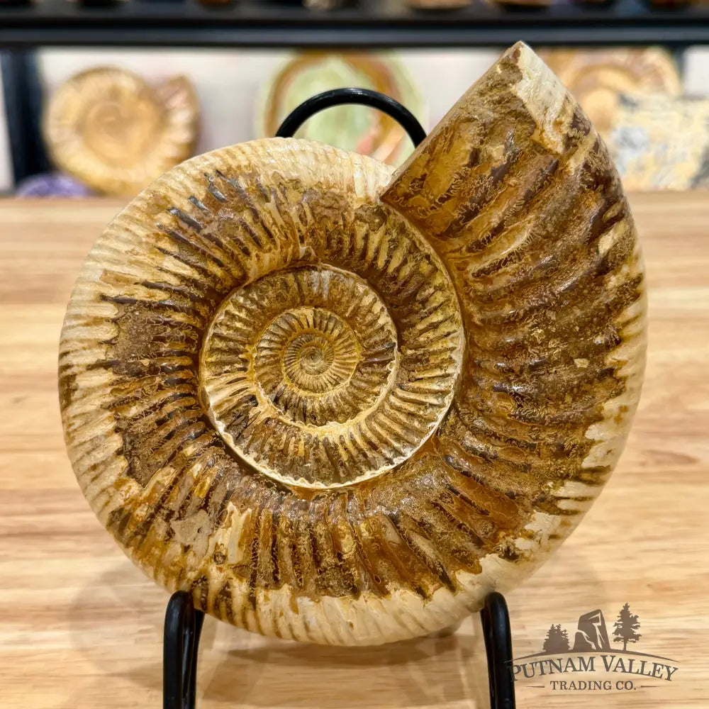 Reserve Jurassic Ammonite Fossil 6.5’’ Fossil Specimen