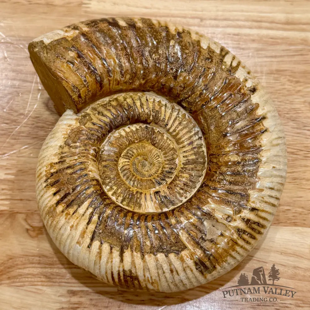 Reserve Jurassic Ammonite Fossil 6.5’’ Fossil Specimen