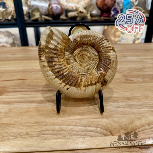 Reserve Jurassic Ammonite Fossil 6.5’’ Fossil Specimen