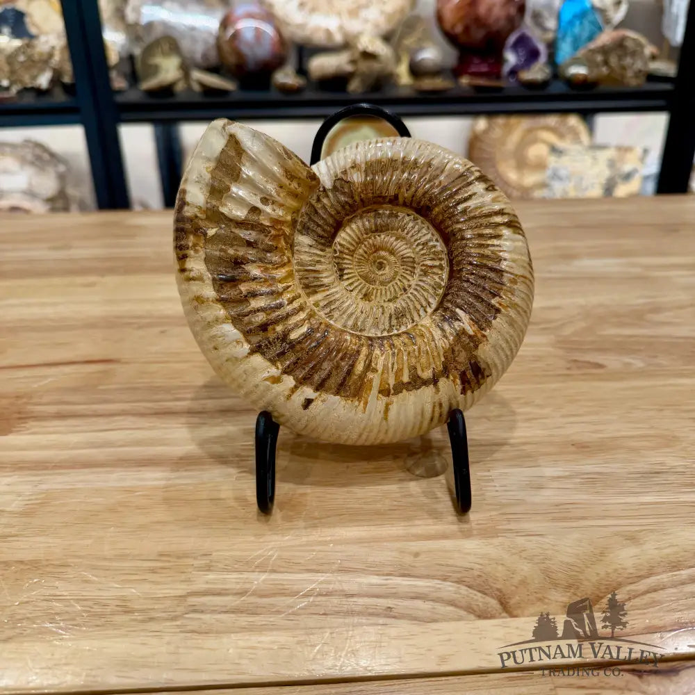 Reserve Jurassic Ammonite Fossil 6.5’’ Fossil Specimen