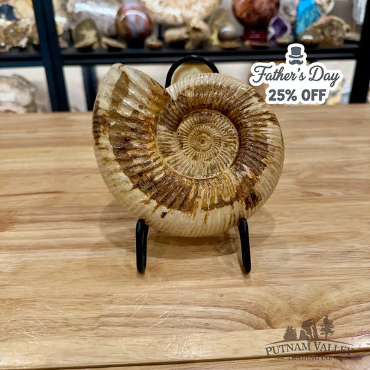 Reserve Jurassic Ammonite Fossil 6.5’’ Fossil Specimen