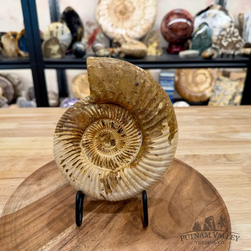 Reserve Jurassic Ammonite Fossil 6.96’’ - Fossil Specimen