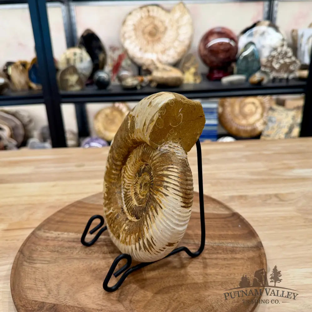 Reserve Jurassic Ammonite Fossil 6.96’’ - Fossil Specimen