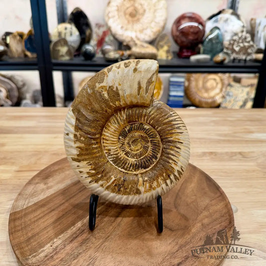 Reserve Jurassic Ammonite Fossil 6.96’’ - Fossil Specimen