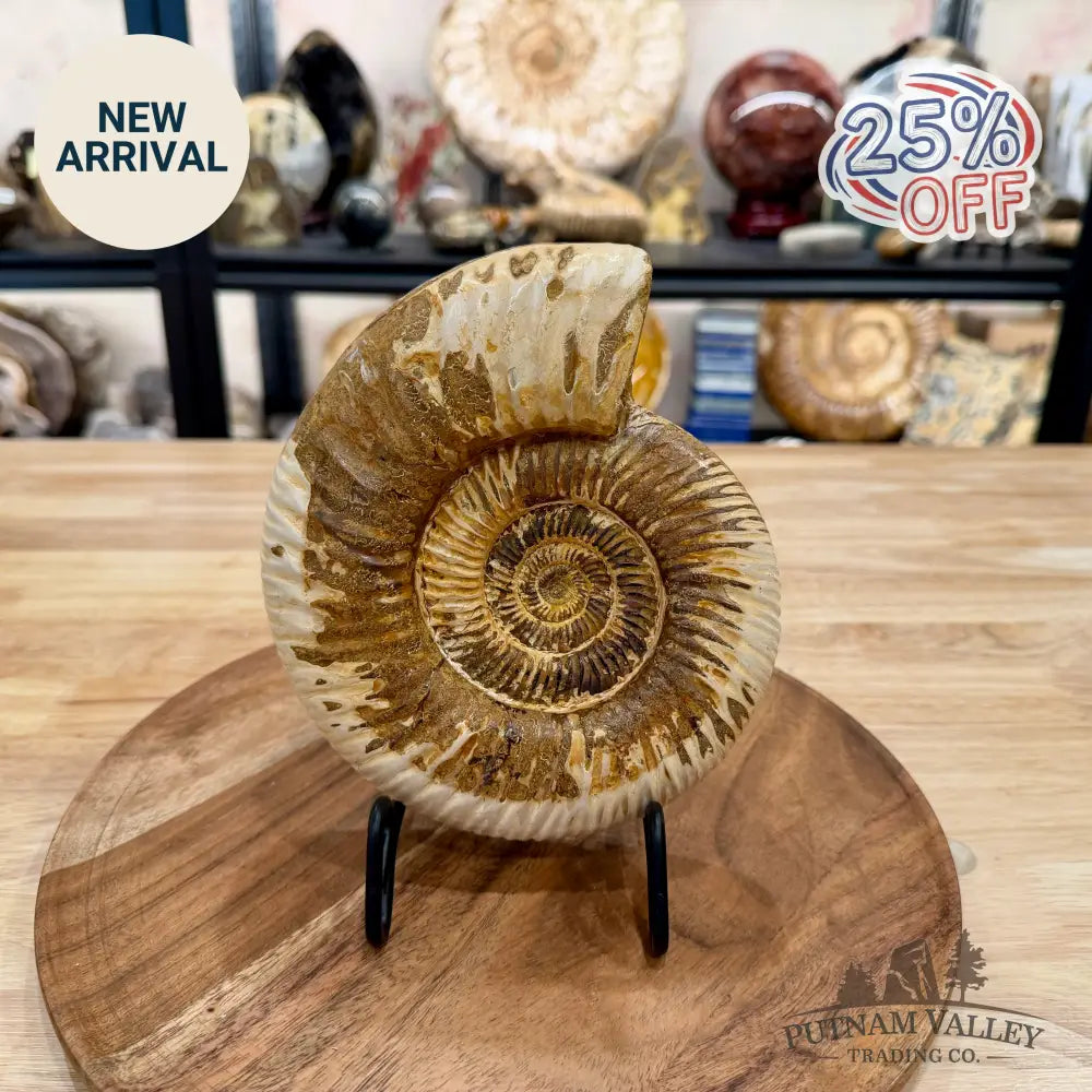 Reserve Jurassic Ammonite Fossil 6.96’’ - Fossil Specimen