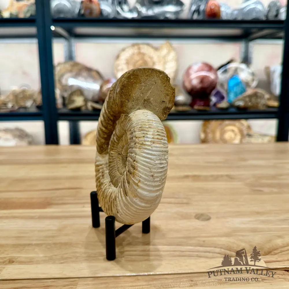 Reserve Jurassic Ammonite Fossil 6’’ - Fossil Specimen