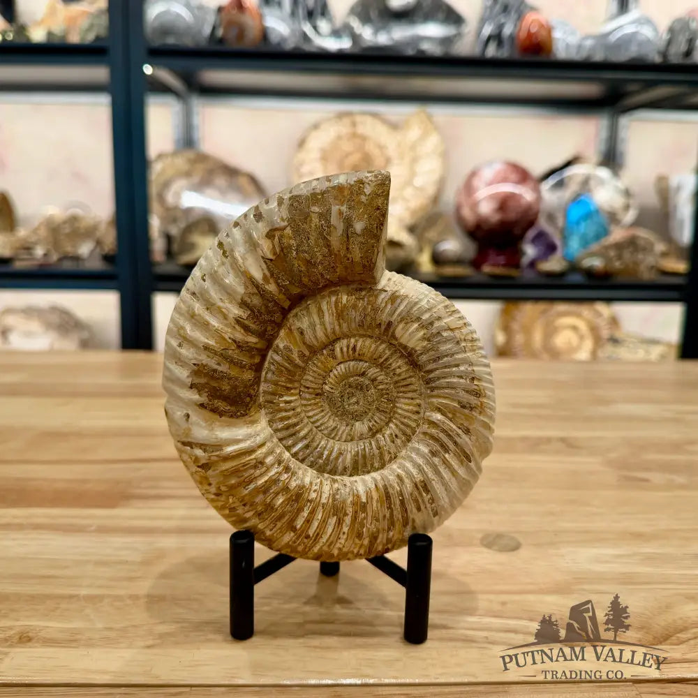 Reserve Jurassic Ammonite Fossil 6’’ - Fossil Specimen