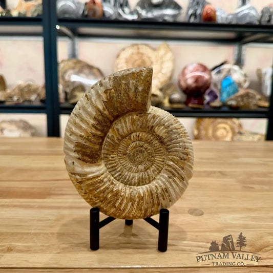 Reserve Jurassic Ammonite Fossil 6’’ - Fossil Specimen