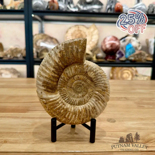 Reserve Jurassic Ammonite Fossil 6’’ - Fossil Specimen