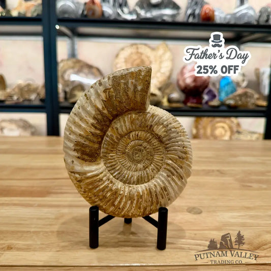 Reserve Jurassic Ammonite Fossil 6’’ - Fossil Specimen